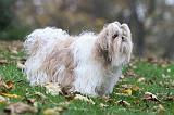 SHIH TZU 094